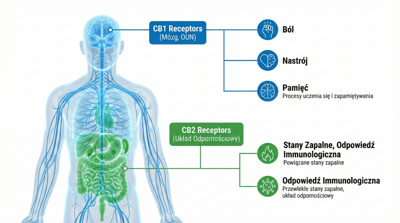 Schemat układu endokannabinoidowego: lokalizacja receptorów CB1 w mózgu i CB2 w układzie odpornościowym a działanie Vape THC 80%