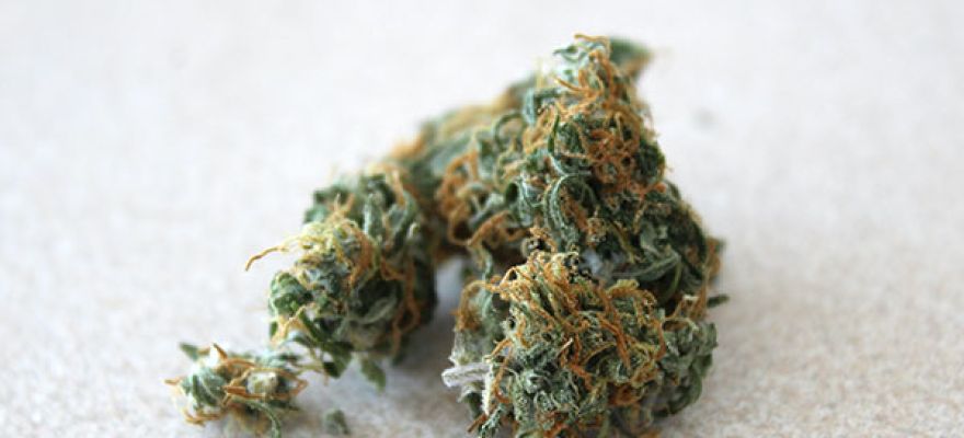 Cena medycznej marihuany w Polsce (Raport 2025) – Analiza TCO, ukryte koszty i ekonomia terpenowa