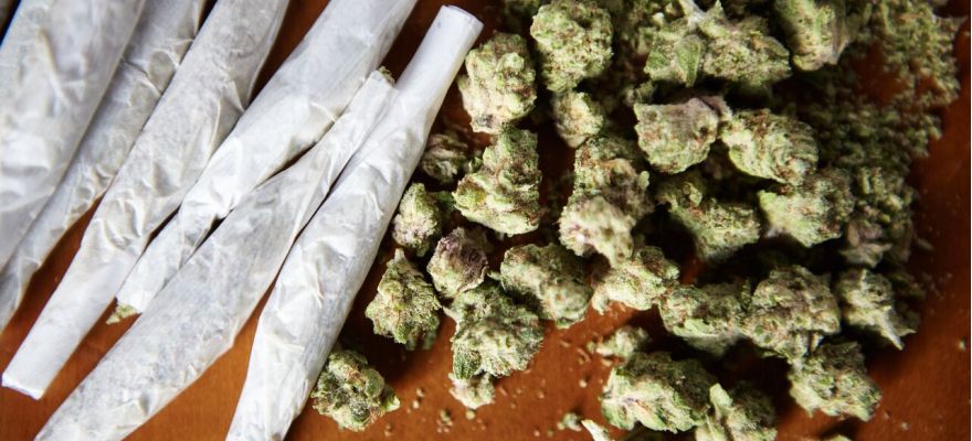 Ranking Top 5 medycznych genetyk marihuany&nbsp;