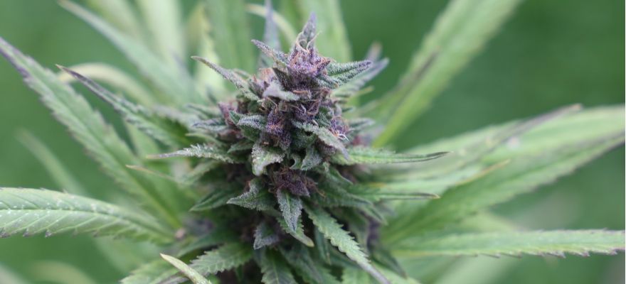 Blueberry S-lab 18% THC 1 Blueberry S-lab 18% THC