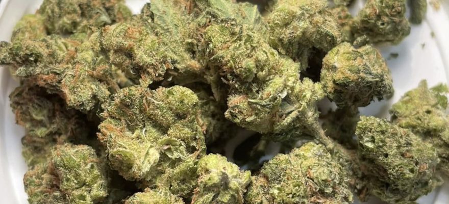 Red No 2 – nowa partia w aptekach