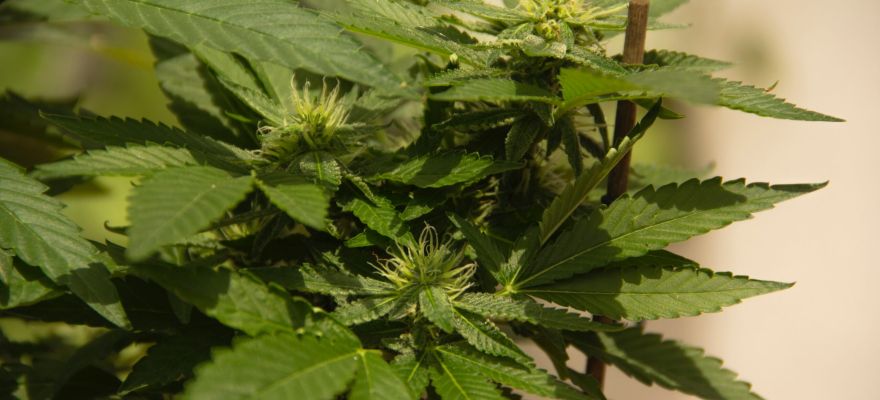 Gorilla Glue #4 CanPoland 1 Gorilla Glue #4 CanPoland