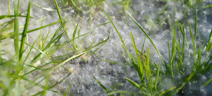 Jak leczenie medyczną marihuaną wpływa na astmę?