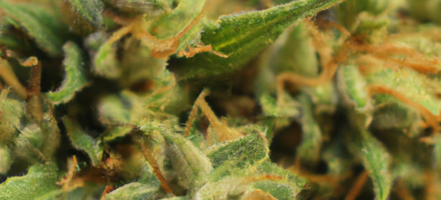 Headband 18% THC Tilray