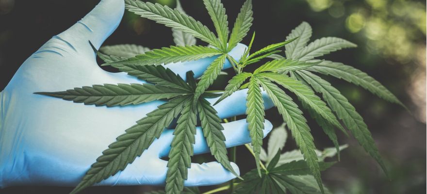 Zawartość THC w medycznej marihuanie &ndash; co warto wiedzieć?