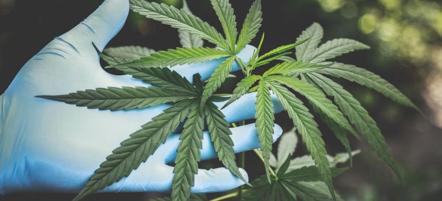Zawartość THC w medycznej marihuanie – co warto wiedzieć?