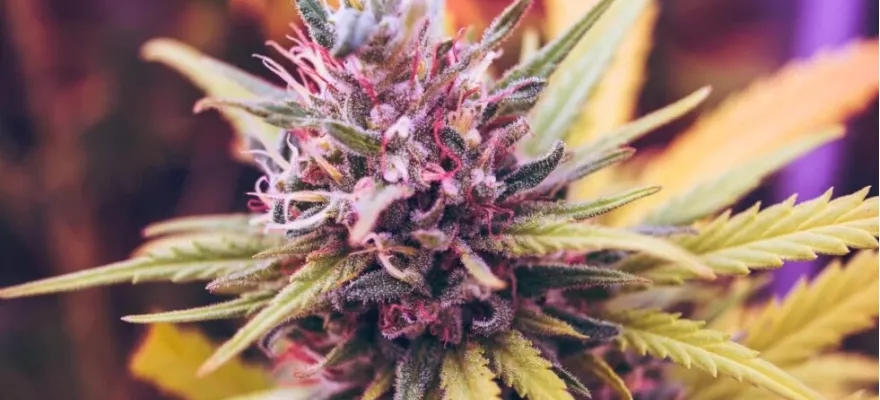 Kto może skorzystać z leczenia medyczną? – Zastosowanie marihuany