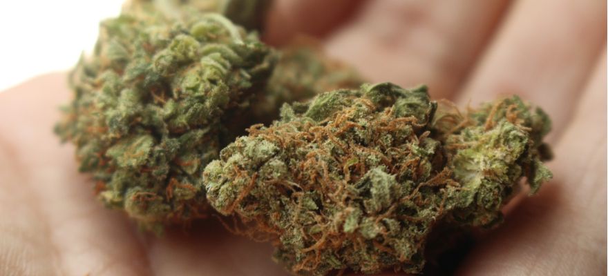 S-lab Master Kush THC 18% CBD &le; 1%