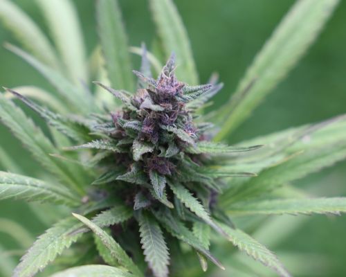 tilray blueberry cannatherapy