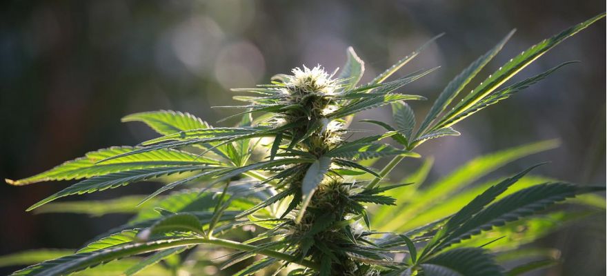 Marihuana medyczna Katowice - wszystko co musisz wiedzieć o pozyskaniu recepty 1 Marihuana medyczna Katowice – wszystko co musisz wiedzieć o pozyskaniu recepty