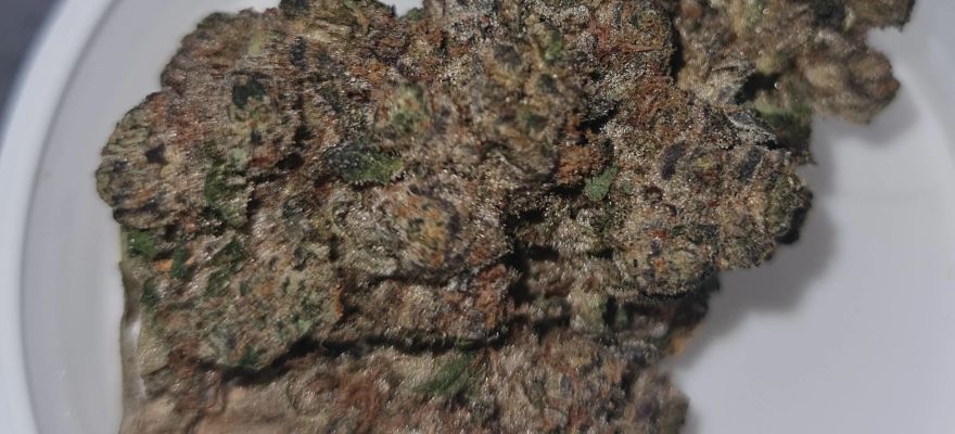 Farm Gas 27% THC – mocna hybryda