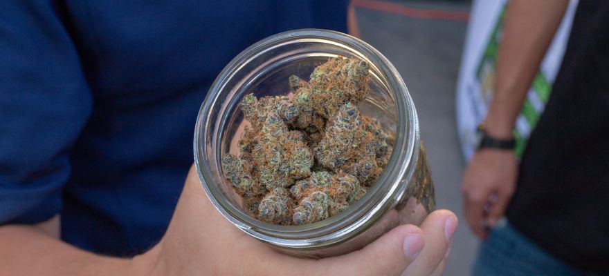 12 nowych odmian medycznej marihuany zostanie wprowadzonych do aptek