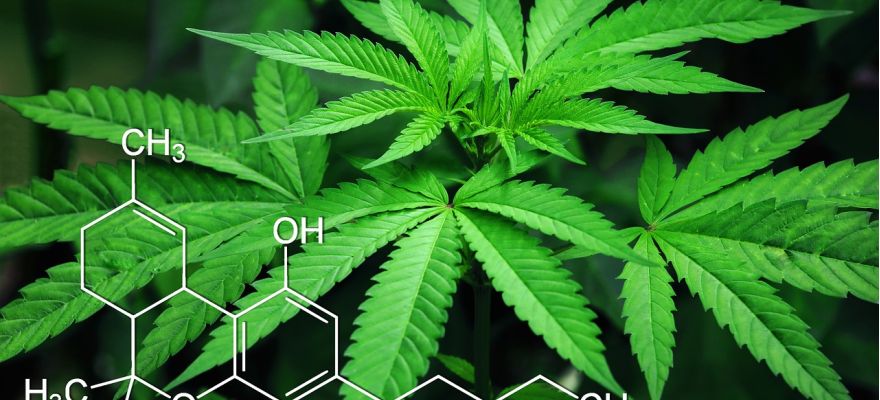 Spectrum Therapeutics Red no 2 THC 19% CBD &le; 1%
