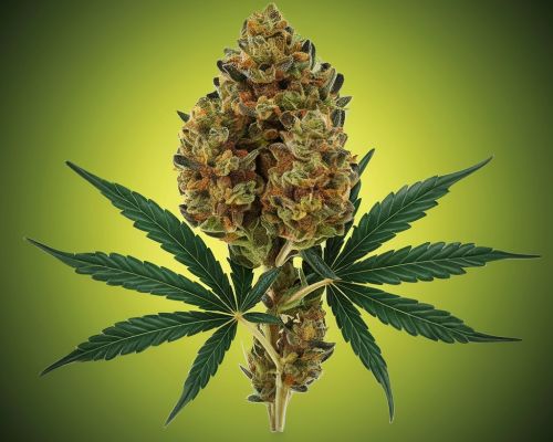 medyczna marihuana kwiat