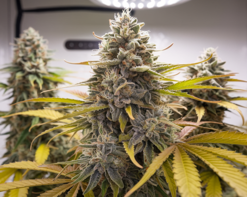 mac 1 420 pharma