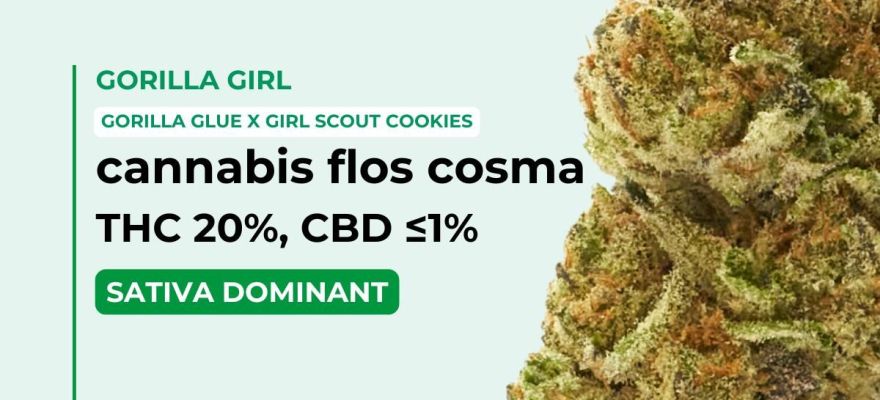 Gorilla Girl 20% THC – nowa medyczna sativa