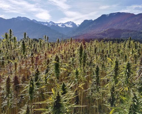 Marihuana Medyczna Białystok