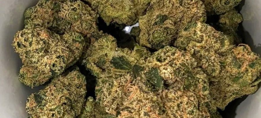 Krypton 25% THC od Canopy Growth 1 Krypton 25% THC od Canopy Growth