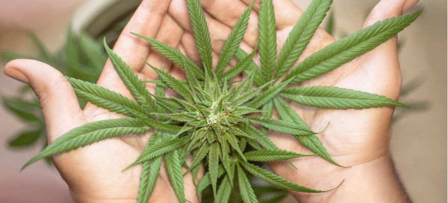 LA Confidential Aurora 20% THC CBD ≤ 1%