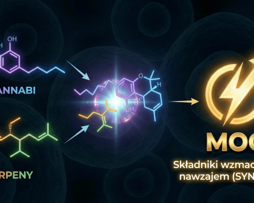 efekt entourage i sekret mocy konopi siewnych