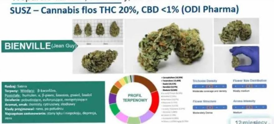 Bienville ODI Pharma (THC 20%, CBD <1%) 
