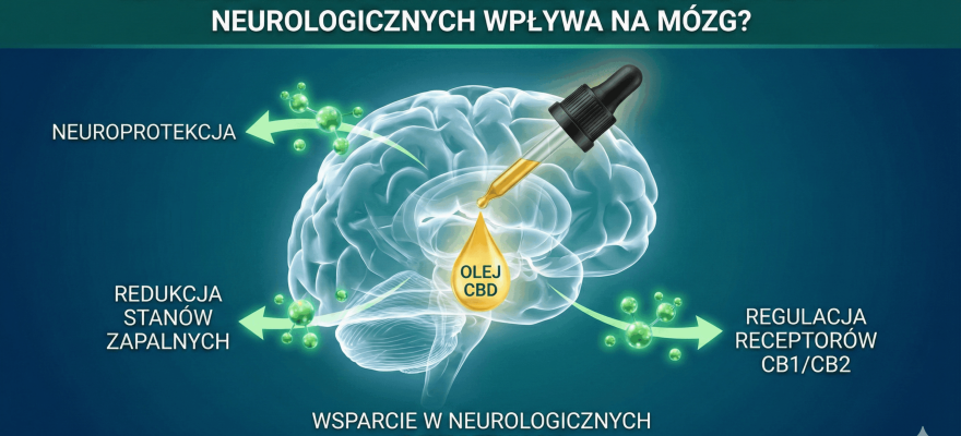 CBD i układ nerwowy: Jak olej CBD w chorobach neurologicznych wpływa na mózg?