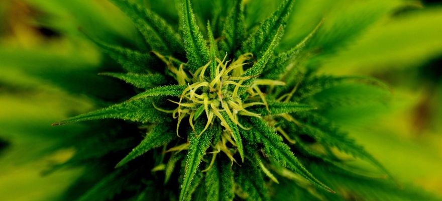 Medyczna marihuana Kraków – ile kosztuje medyczna marihuana?