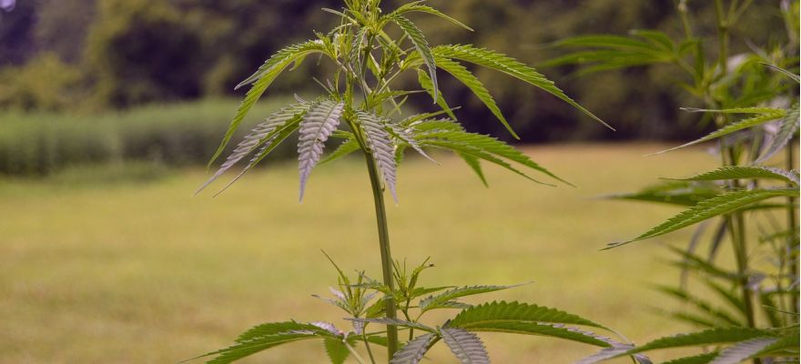 Marihuana medyczna Gdańsk – gdzie szukać?