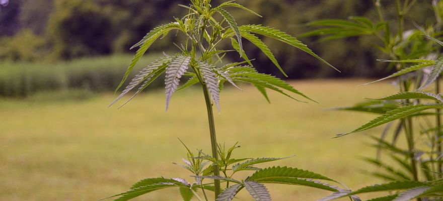 Marihuana medyczna Gdańsk – gdzie szukać?
