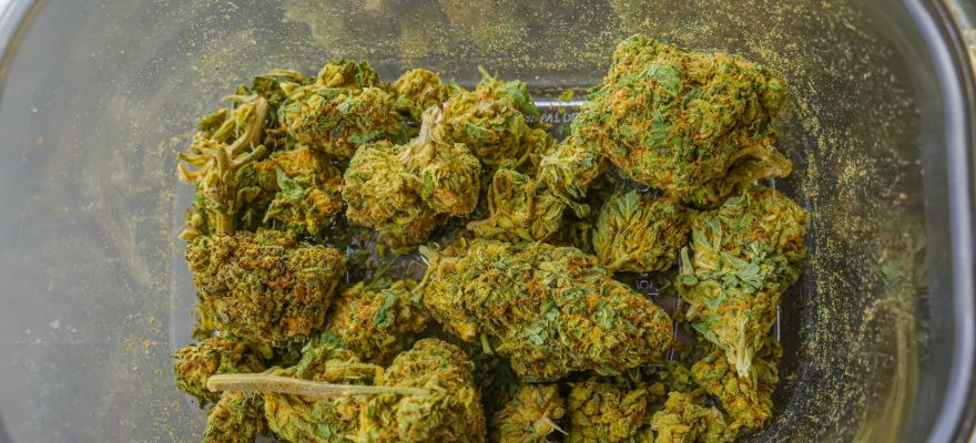 Medyczna Marihuana Szczecin – co warto o niej wiedzieć?