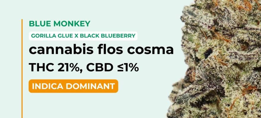 Blue Monkey 21% THC – nowa medyczna indica