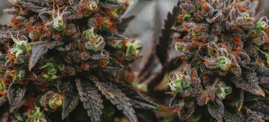 Rockstar 18% THC Tilray