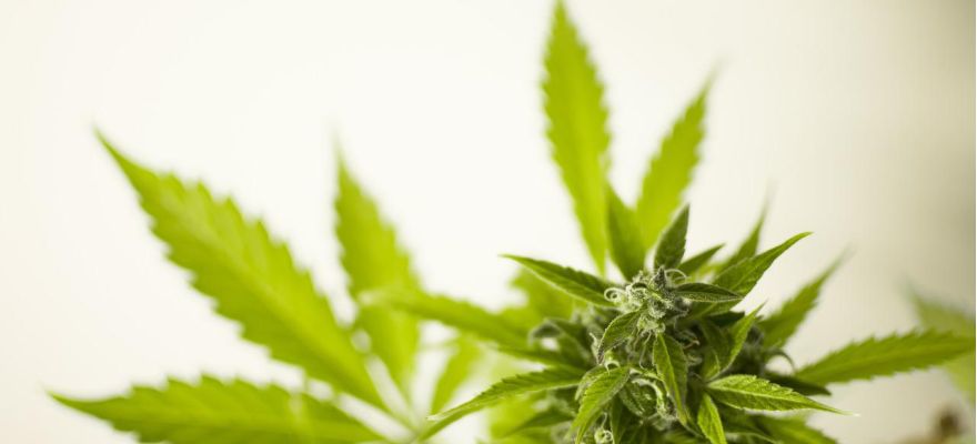 Marihuana medyczna Poznań – do jakiego lekarza po receptę?