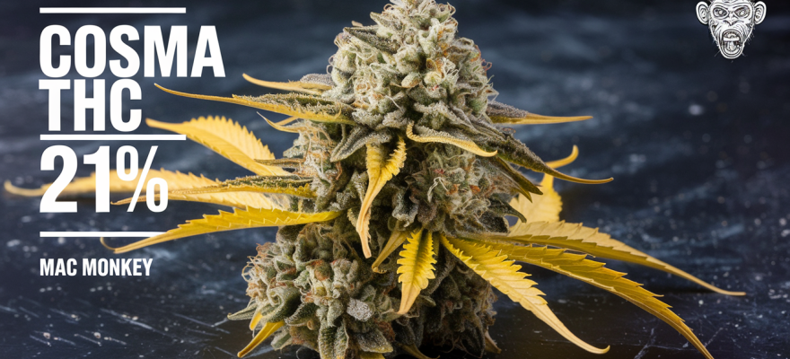 Mac Monkey 21% THC – nowość od Cosma