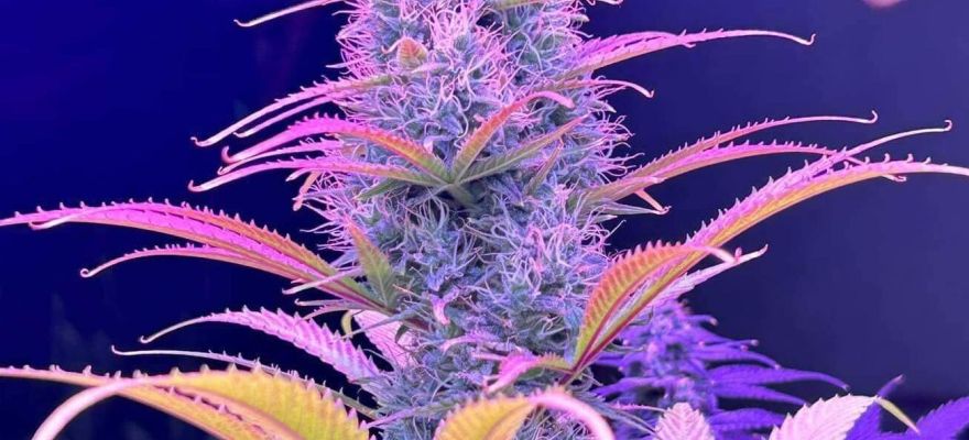 Ice Cream Cake od 420 Pharma