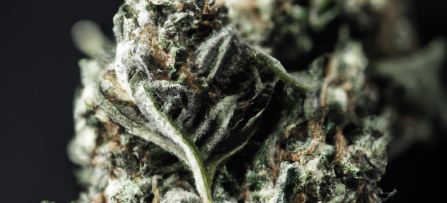 White Widow THC 18% CBD &le; 1% od S-lab