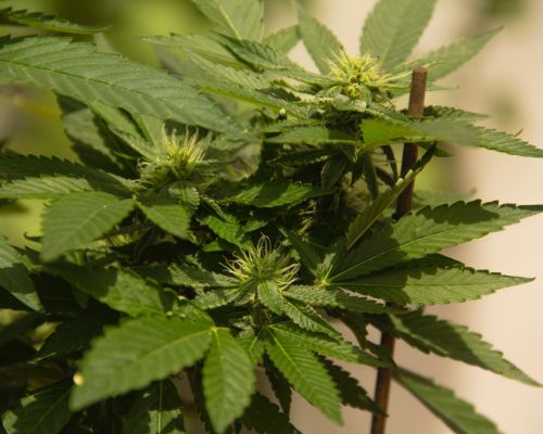 gorilla glue canPoland