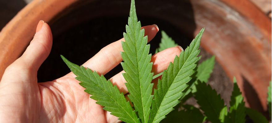 Medyczna marihuana Łódź – gdzie można ją dostać, jakie schorzenia leczy