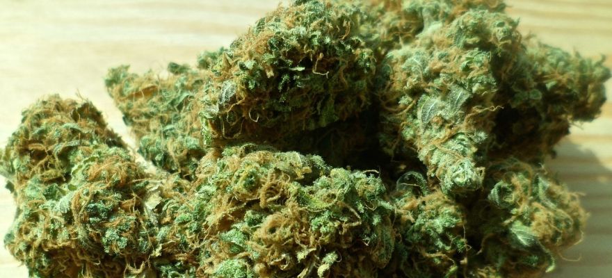 S-lab Black Tuna THC 18% CBD ≤ 1%