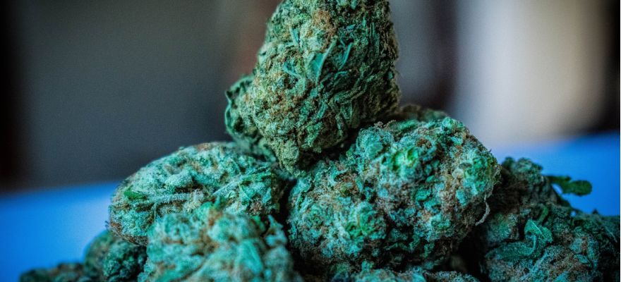 Recepta na marihuanę – jak uzyskać?