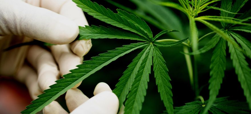 S-lab Mango Kush THC 18% CBD ≤ 1% 1 S-lab Mango Kush THC 18% CBD ≤ 1%