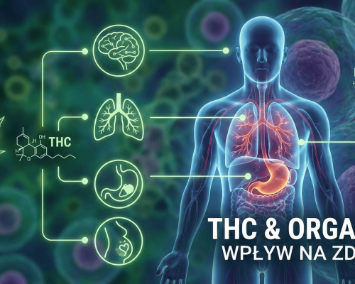 thc i organizm wpłw thc na zdrowie