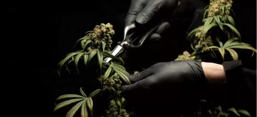 Medyczna Marihuana – co warto o niej wiedzieć?