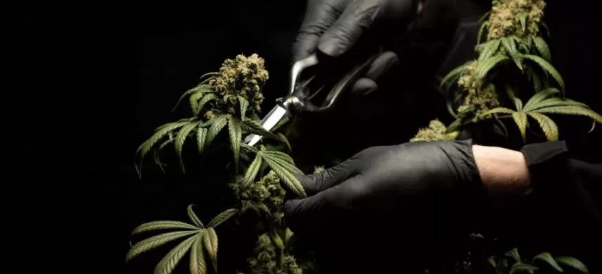 Medyczna Marihuana – co warto o niej wiedzieć?