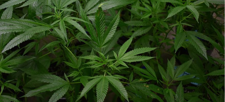 Ghost Train Haze Aurora 22% THC CBD &le; 1%