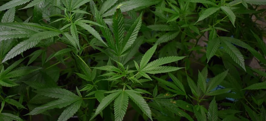 Ghost Train Haze Aurora 22% THC CBD ≤ 1%