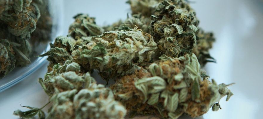 Island Sweet Skunk S-lab