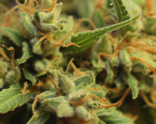 Headband 18% THC Tilray