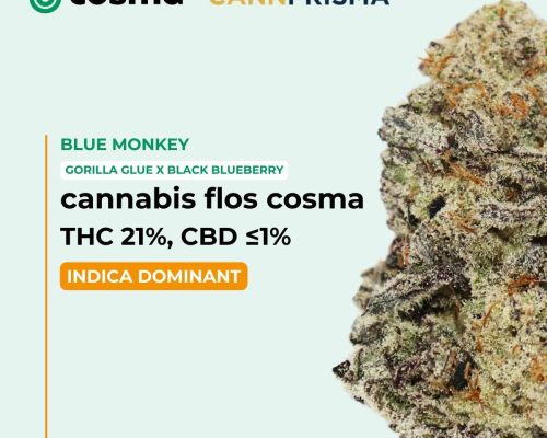 blue monkey cosma