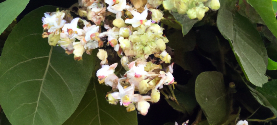 Aszwaganda – właściwości